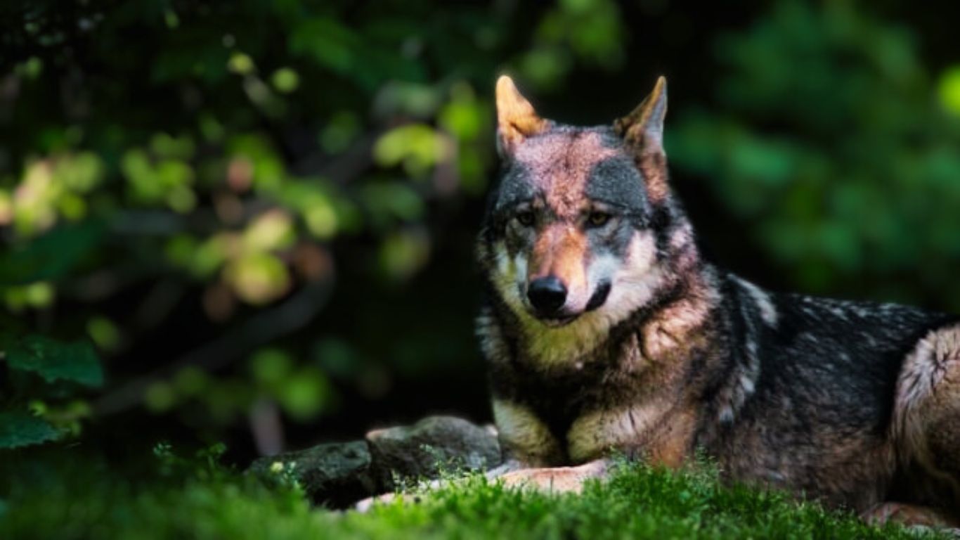 Mexican Wolf Dog