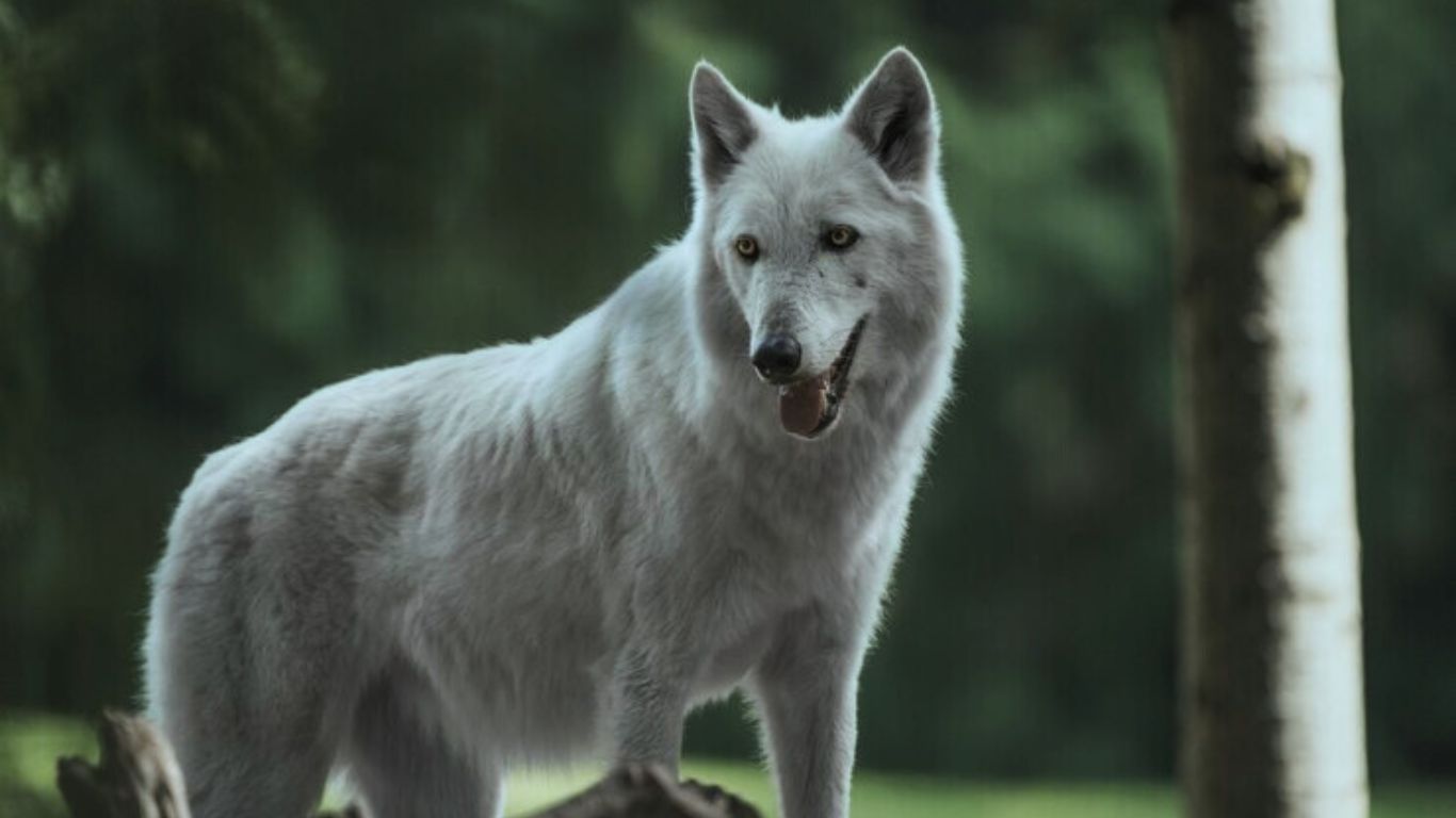 mexican gray wolf live